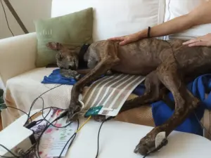 Tiere 800